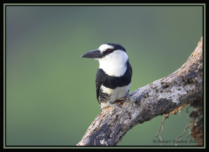 White-necked Puffbird 2