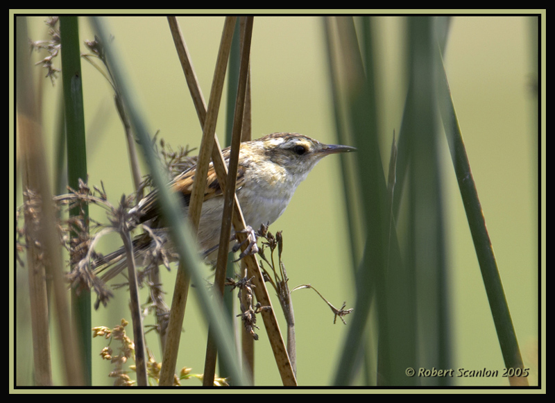 Wren-like Rushbird