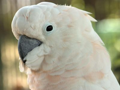 Del-Mar-Bird-Shoot-034