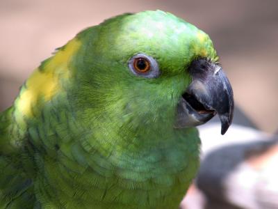 Del-Mar-Bird-Shoot-030