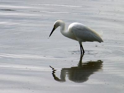 Del-Mar-Bird-Shoot-113