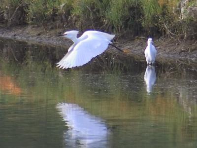 Del-Mar-Bird-Shoot-047