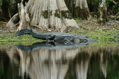 gator640.jpg