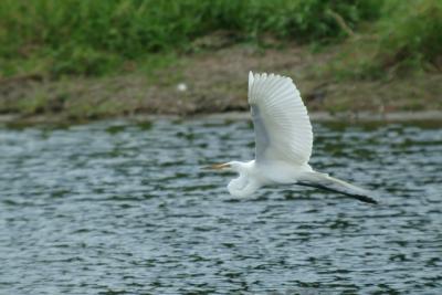 heron640.jpg