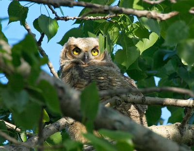 Owl Chick