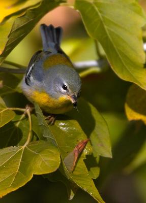 Northern Parula with Breakfast