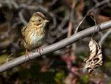 Lincolns Sparrow