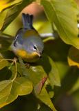 Northern Parula with Breakfast