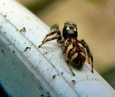 jumping spider 2