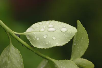 Leaf Droplets s.jpg