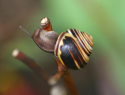 Snail s.jpg