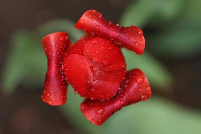 Wet Tulip s.jpg