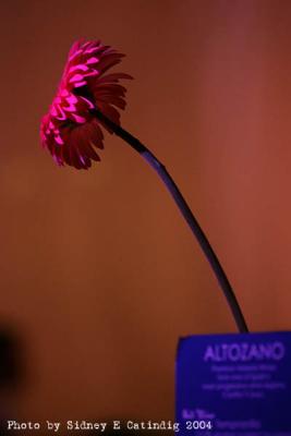 u45/scatindig/medium/29234376.IMG_9578.jpg