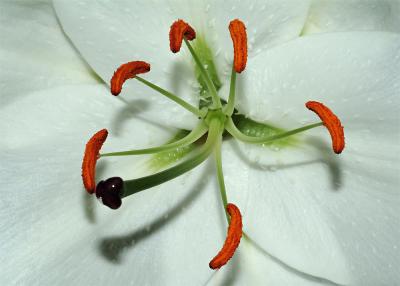 Casablanca lily