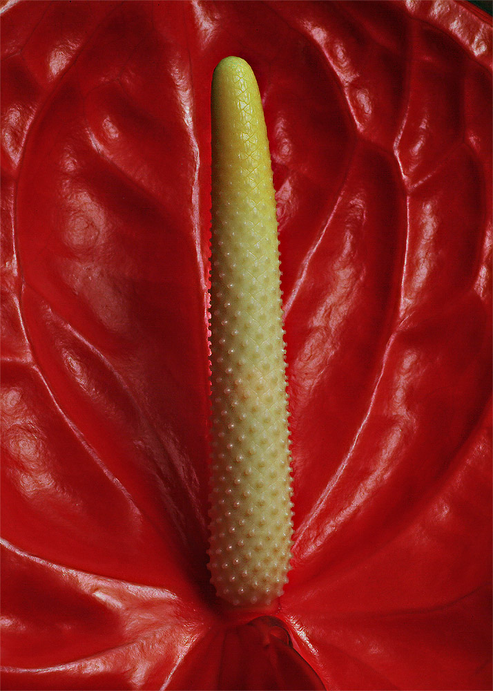 Anthuriums heart
