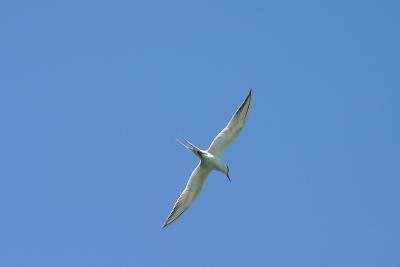 Arctic Tern