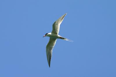 Arctic Tern