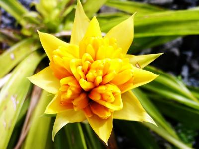 u45/selvin/medium/28865181.bromeliadflower01.jpg