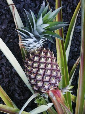 Pineapple, (Ananas comosus)