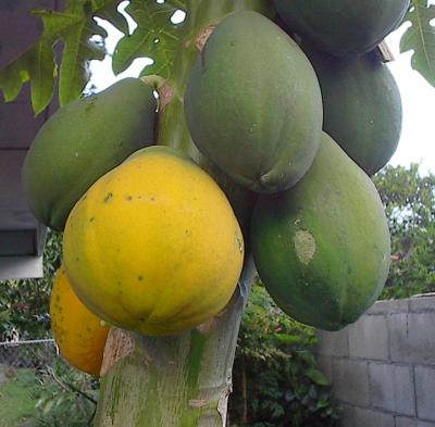 Mature Papayas