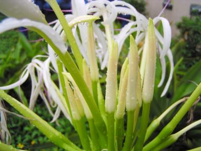 Spider Lily Blossoms (Crinum asiaticum)