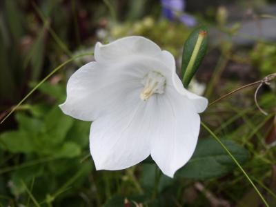 White Balloon Flower, Platycodon