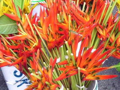 Buckets of heliconia