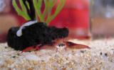 Opae'ula (shrimp) having a conversation