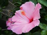 Pink hibiscus