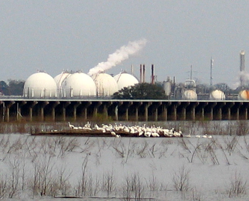 Pelicans enjoying migration