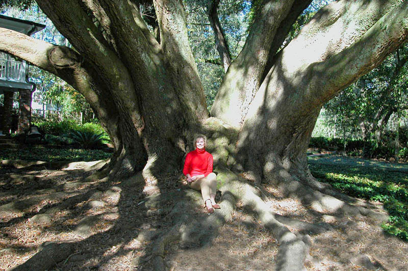 Chairman seated at the base of the President of the Live Oak Society