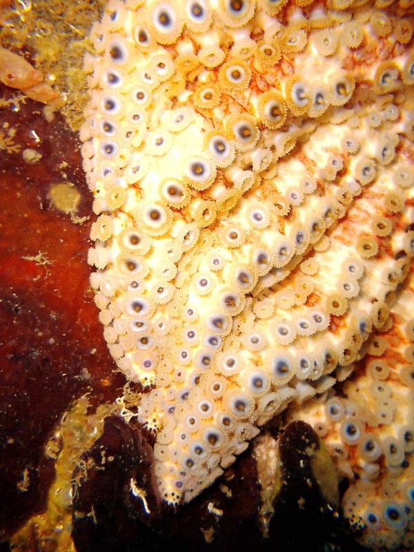 Alien Sea Star