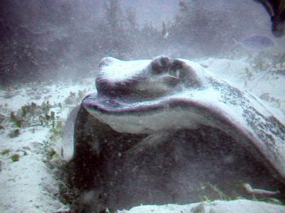 Eagle Ray