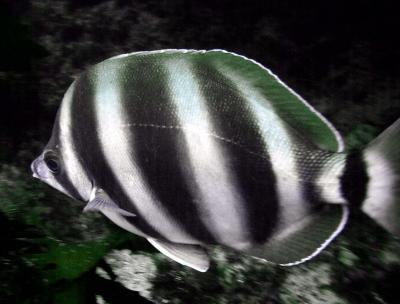 Stripey