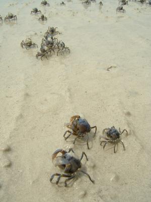 Cute Little Soldier Crabs