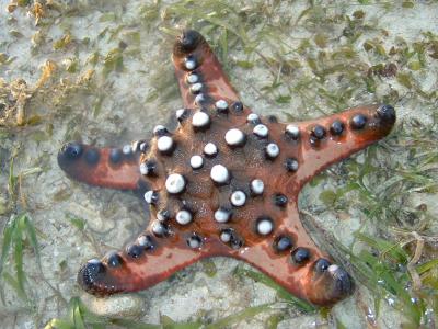 Knobbly Starfish