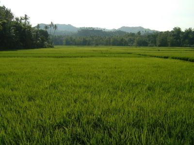Across the Fields