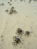 Cute Little Soldier Crabs
