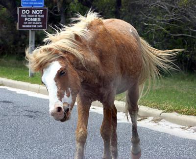 Assateque Island Pony