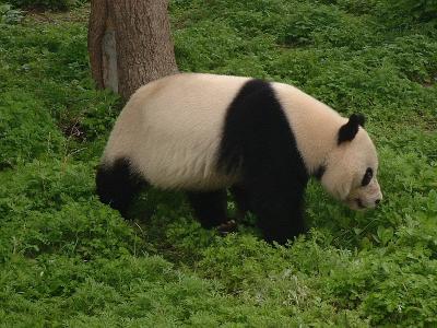 Panda1 at Beijing Zoo