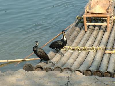 Cormorants Used by Fisherman for Fishing