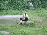 Panda2 at Beiing Zoo