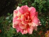 George Burns Rose