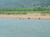 Every Farmer Usually Has at Least One Water Buffalo