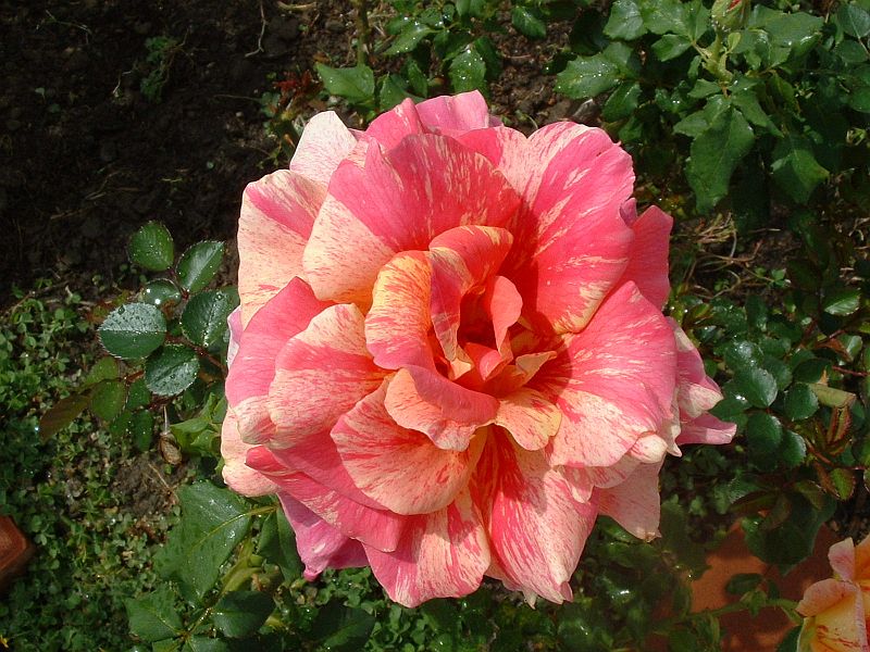 George Burns Rose