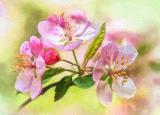 apple blossoms