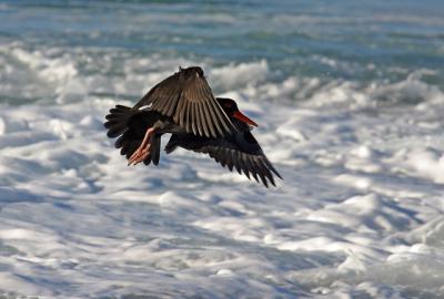 Oystercatcher in flight