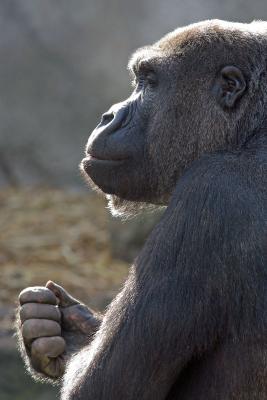 Lowland gorilla profile