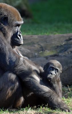 Lowland gorilla with baby