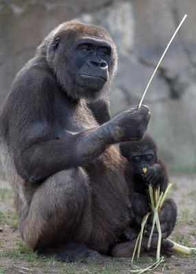 Lowland gorilla with young